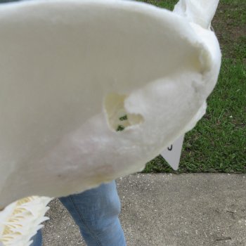 Genuine 15 inch Bull shark jaw (Carcharhinus leucas) for sale - $205
