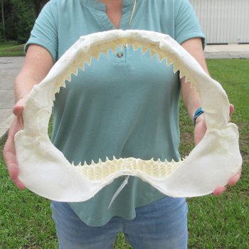 Genuine 15 inch Bull shark jaw (Carcharhinus leucas) for sale - $205