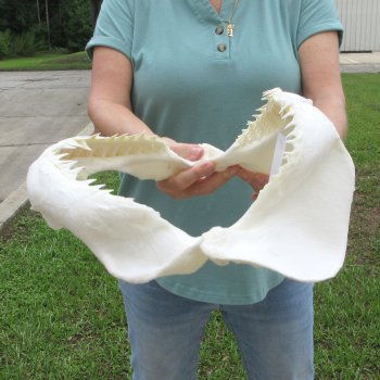 Genuine 15 inch Bull shark jaw (Carcharhinus leucas) for sale - $205