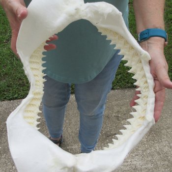 Genuine 15 inch Bull shark jaw (Carcharhinus leucas) for sale - $205