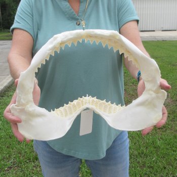 Genuine 15 inch Bull shark jaw (Carcharhinus leucas) for sale - $205