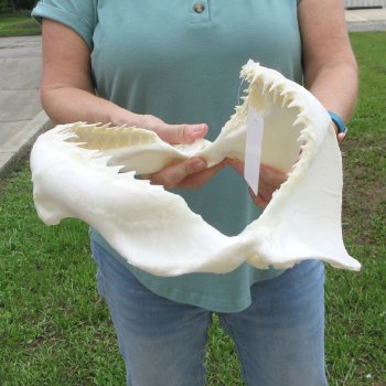 Genuine 15 inch Bull shark jaw (Carcharhinus leucas) for sale - $205