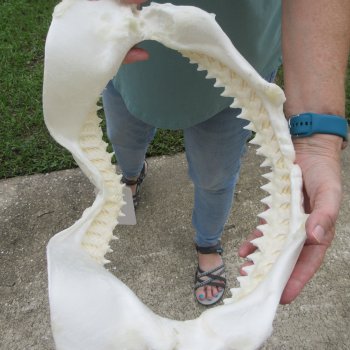 Genuine 15 inch Bull shark jaw (Carcharhinus leucas) for sale - $205