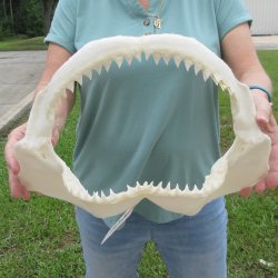 Genuine 15 inch Bull shark jaw (Carcharhinus leucas) for sale - $205