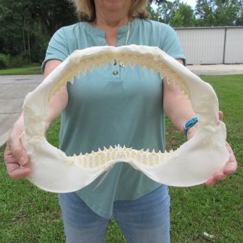 Genuine 15 inch Bull shark jaw (Carcharhinus leucas) for sale - $205