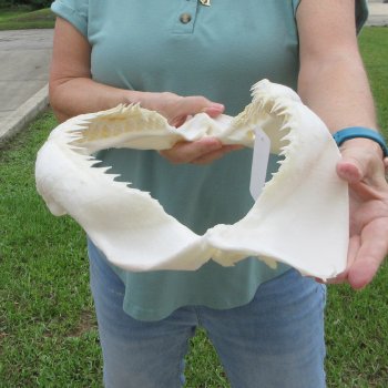 Genuine 15 inch Bull shark jaw (Carcharhinus leucas) for sale - $205