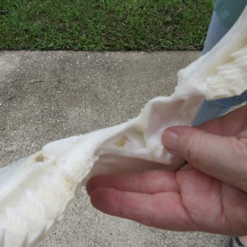 Genuine 15 inch Bull shark jaw (Carcharhinus leucas) for sale - $205