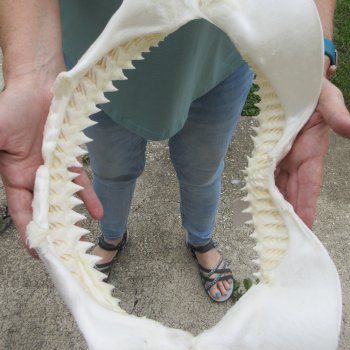 Genuine 15 inch Bull shark jaw (Carcharhinus leucas) for sale - $205