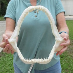 Authentic 12 inch Blacktip Shark Jaw (Carcharhinus limbatus)  for sale- $140