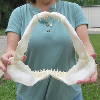Authentic 12 inch Blacktip Shark Jaw (Carcharhinus limbatus)  for sale- $140