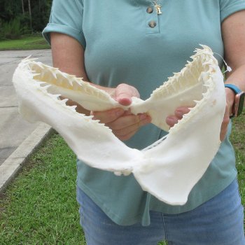Authentic 12 inch Blacktip Shark Jaw (Carcharhinus limbatus)  for sale- $140