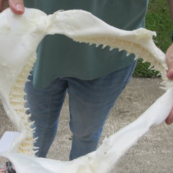 Authentic 12 inch Blacktip Shark Jaw (Carcharhinus limbatus)  for sale- $140