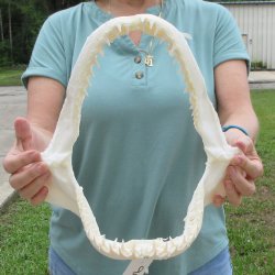 Authentic 12 inch Blacktip Shark Jaw (Carcharhinus limbatus)  for sale- $140