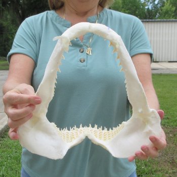 Authentic 12 inch Blacktip Shark Jaw (Carcharhinus limbatus)  for sale- $140