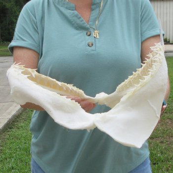 Authentic 12 inch Blacktip Shark Jaw (Carcharhinus limbatus)  for sale- $140