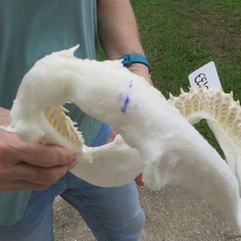 Authentic 12 inch Blacktip Shark Jaw (Carcharhinus limbatus)  for sale- $140