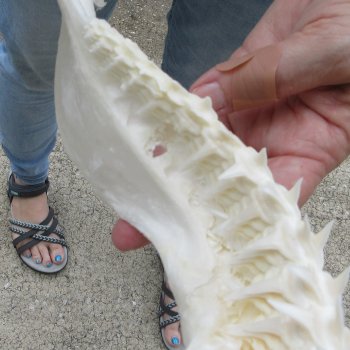 Authentic 12 inch Blacktip Shark Jaw (Carcharhinus limbatus)  for sale- $140