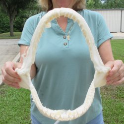 Authentic 12 inch Blacktip Shark Jaw (Carcharhinus limbatus)  for sale- $140