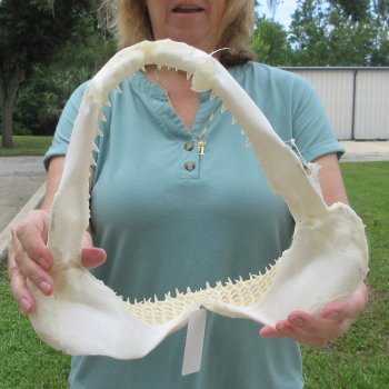 Authentic 12 inch Blacktip Shark Jaw (Carcharhinus limbatus)  for sale- $140