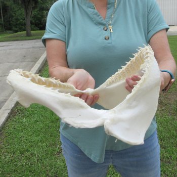 Authentic 12 inch Blacktip Shark Jaw (Carcharhinus limbatus)  for sale- $140