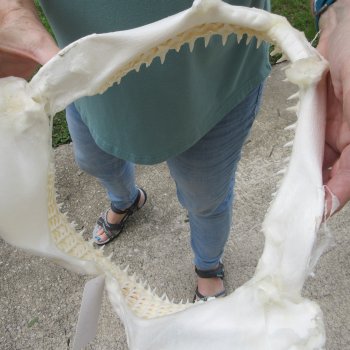 Authentic 12 inch Blacktip Shark Jaw (Carcharhinus limbatus)  for sale- $140