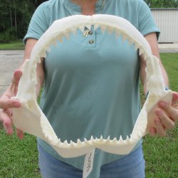 Genuine 14 inch Bull shark jaw (Carcharhinus leucas) for sale - $185