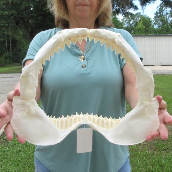 Genuine 14 inch Bull shark jaw (Carcharhinus leucas) for sale - $185