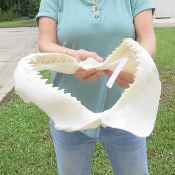 Genuine 14 inch Bull shark jaw (Carcharhinus leucas) for sale - $185
