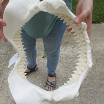 Genuine 14 inch Bull shark jaw (Carcharhinus leucas) for sale - $185