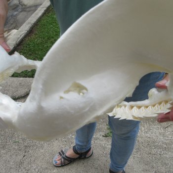 Genuine 14 inch Bull shark jaw (Carcharhinus leucas) for sale - $185