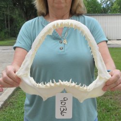Authentic 12 inch Blacktip Shark Jaw (Carcharhinus limbatus)  for sale- $140
