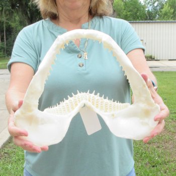 Authentic 12 inch Blacktip Shark Jaw (Carcharhinus limbatus)  for sale- $140