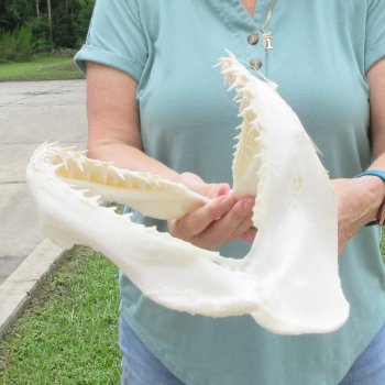 Authentic 12 inch Blacktip Shark Jaw (Carcharhinus limbatus)  for sale- $140