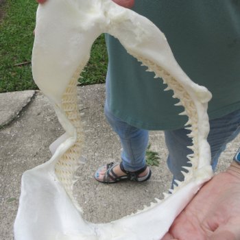 Authentic 12 inch Blacktip Shark Jaw (Carcharhinus limbatus)  for sale- $140