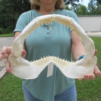 Genuine 14 inch Bull shark jaw (Carcharhinus leucas) for sale - $185