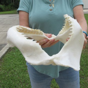 Genuine 14 inch Bull shark jaw (Carcharhinus leucas) for sale - $185