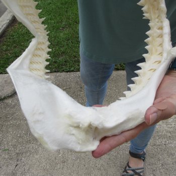 Genuine 14 inch Bull shark jaw (Carcharhinus leucas) for sale - $185