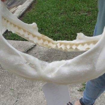 Genuine 14 inch Bull shark jaw (Carcharhinus leucas) for sale - $185