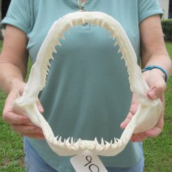 Authentic 12 inch Blacktip Shark Jaw (Carcharhinus limbatus)  for sale- $140