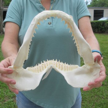 Authentic 12 inch Blacktip Shark Jaw (Carcharhinus limbatus)  for sale- $140