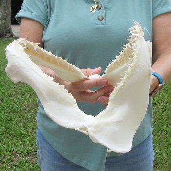 Authentic 12 inch Blacktip Shark Jaw (Carcharhinus limbatus)  for sale- $140