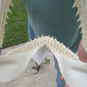 Authentic 12 inch Blacktip Shark Jaw (Carcharhinus limbatus)  for sale- $140