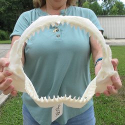 Genuine 14 inch Bull shark jaw (Carcharhinus leucas) for sale - $185