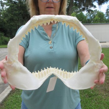 Genuine 14 inch Bull shark jaw (Carcharhinus leucas) for sale - $185