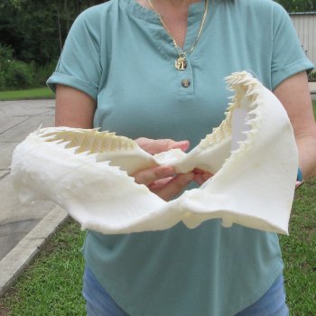 Genuine 14 inch Bull shark jaw (Carcharhinus leucas) for sale - $185