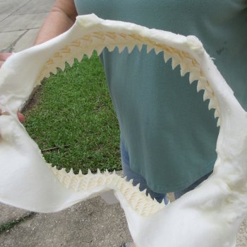 Genuine 14 inch Bull shark jaw (Carcharhinus leucas) for sale - $185