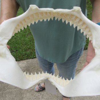 Genuine 14 inch Bull shark jaw (Carcharhinus leucas) for sale - $185