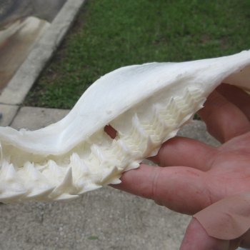 Genuine 14 inch Bull shark jaw (Carcharhinus leucas) for sale - $185