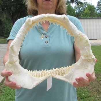 Genuine 13 inch Bull shark jaw (Carcharhinus leucas) for sale - $165