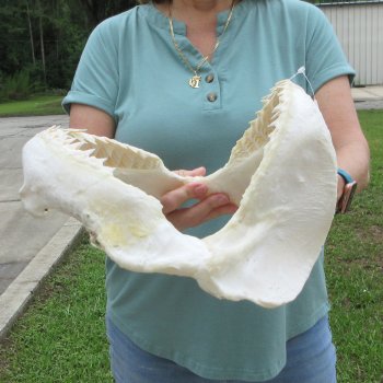 Genuine 13 inch Bull shark jaw (Carcharhinus leucas) for sale - $165